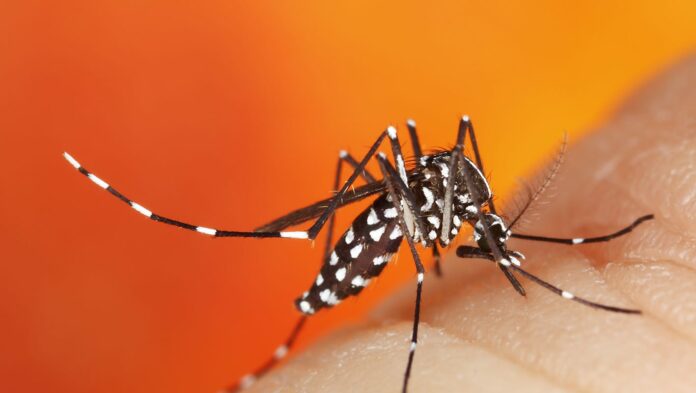 Asian tiger mosquitoes back in Wayne County