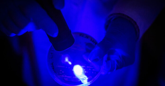 Blue light may be the key to defeating MRSA
