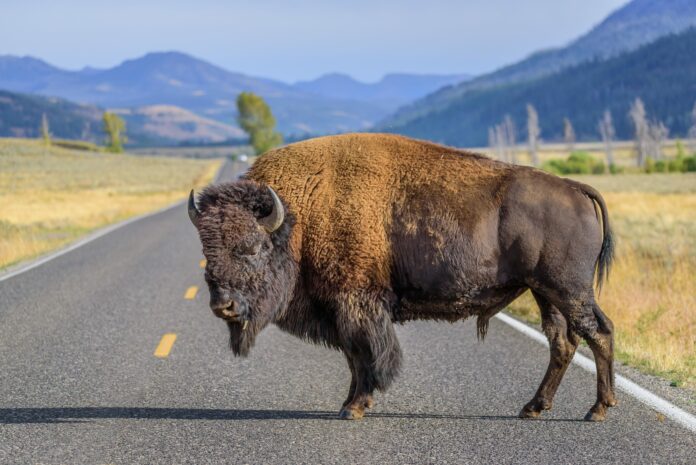 California woman gored by bison at Yellowstone National Park after getting within 10 feet to take photos