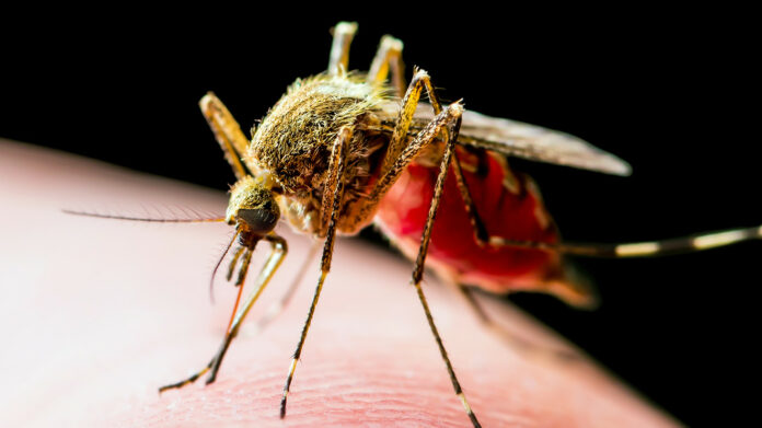 Everything you need to know about the mosquito-borne EEE virus