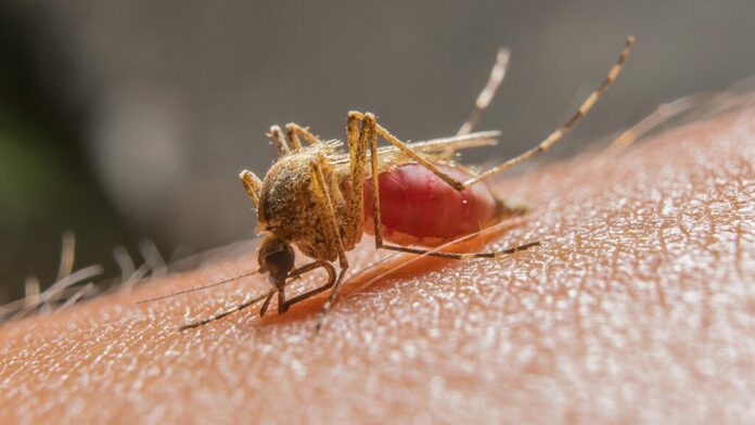 Florida officials fighting both coronavirus and West Nile: report