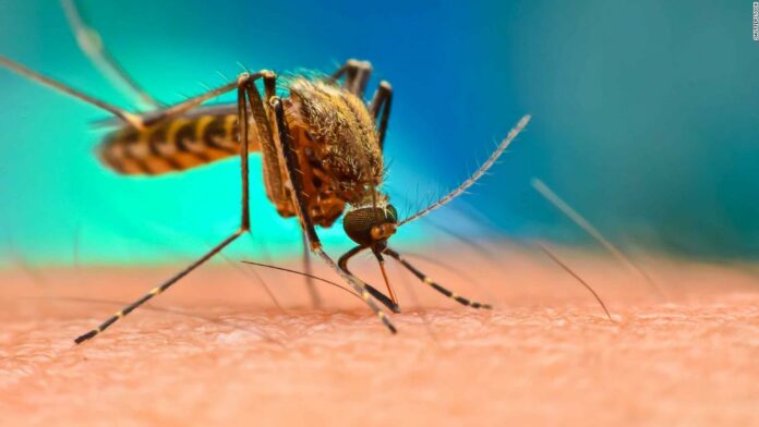 Genetically engineered mosquitoes get EPA approval for Florida release