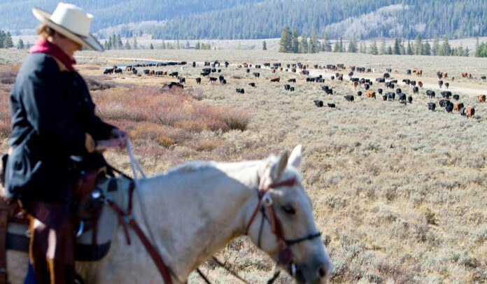 Green River Drift cattle drive threatened by grizzly bear lawsuit