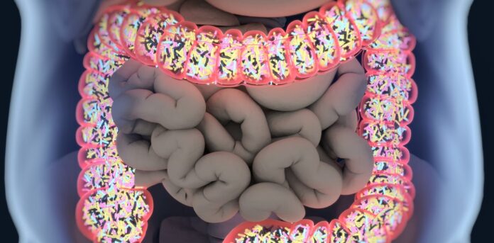 Gut reaction: How the gut microbiome may influence the severity of COVID-19