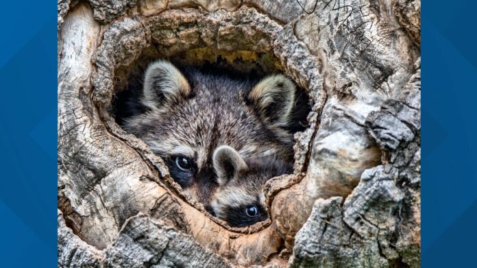 Health department looking for raccoon brought to Co Springs Petco