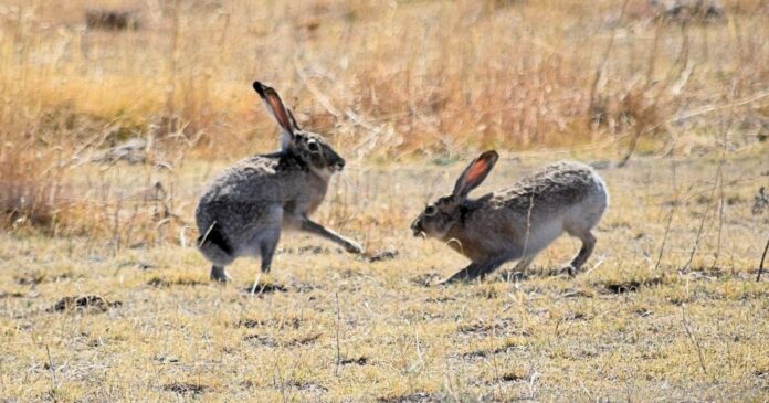 Highly contagious, fatal rabbit disease now present in 7 Colorado counties, CPW says