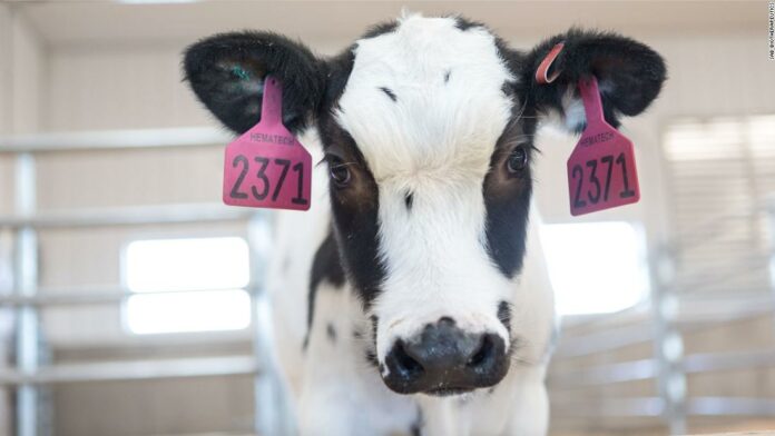 Human trials expected to start next month for Covid-19 treatment derived from cows’ blood