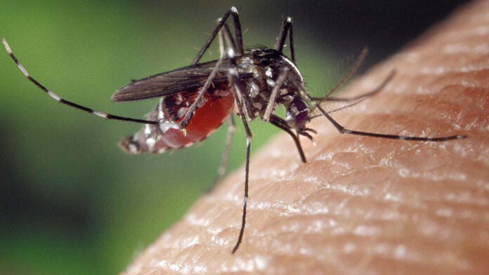 Illinois Says Batches of Mosquitoes Tested Positive for West Nile Virus in River Forest, Evanston