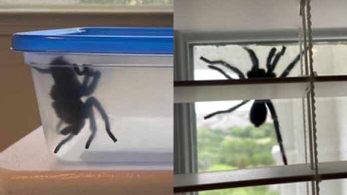 Massive spider found clinging to Texas home: ‘I was terrified!’