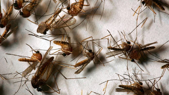 Mosquitoes in Southern California Test Positive for West Nile Virus and St. Louis Encephalitis