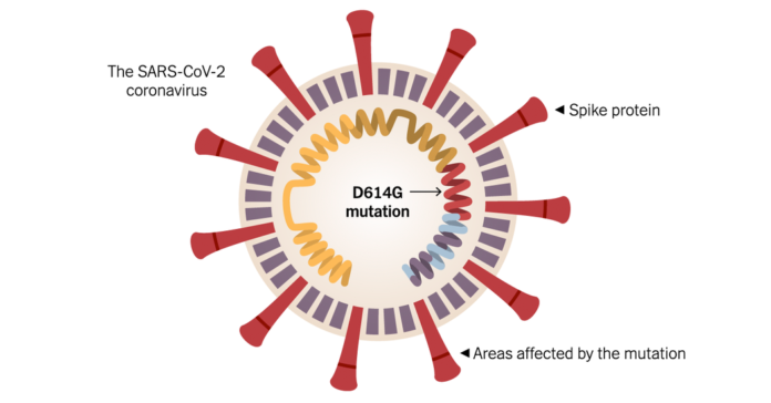Mutation Allows Coronavirus to Infect More Cells, Study Finds. Scientists Urge Caution.