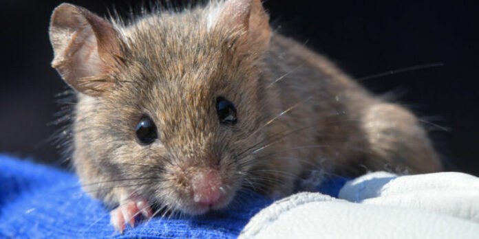 Neurons discovered that put mice in a hibernation-like state