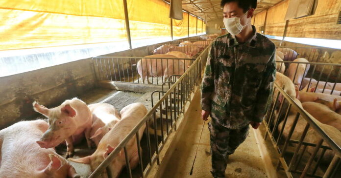 New swine flu in China could morph to cause human pandemic, study warns