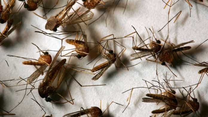 O.C. sees rise in mosquito activity as neighboring counties report positive West Nile Virus tests