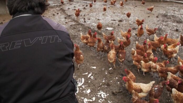 One Person Dead, 465 Sick After Interacting With Pet Poultry