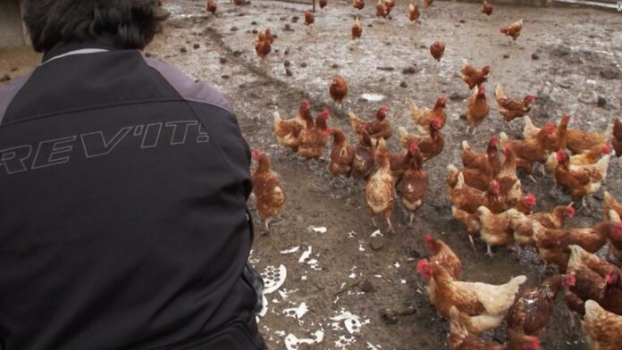 One person has died and 465 people have gotten sick after interacting with pet poultry