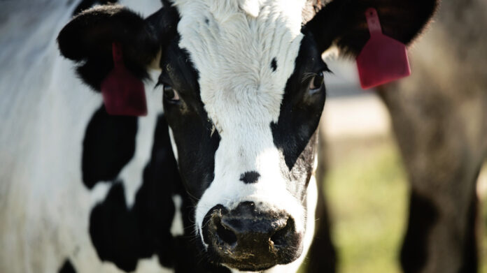 Researchers Look To Cattle For Treatment For COVID-19 : Shots