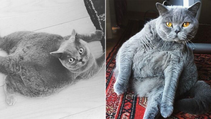 Round cat with extreme scoliosis charms social media