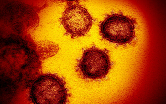 Study: Dominant form of virus ’10 times’ more infectious than original strain
