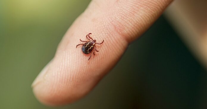 Tick-borne disease with symptoms similar to COVID-19 on the rise in New York state
