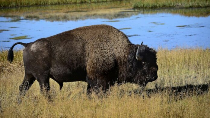 Woman, 72, gored multiple times by bison after getting too close taking pictures