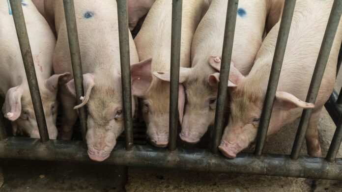A new virus emerging in Chinese pig farms has the ‘essential hallmarks’ for a pandemic