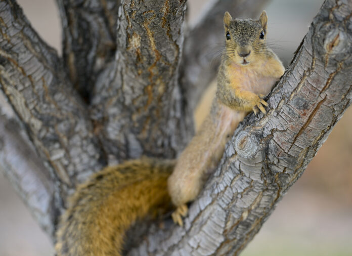 A squirrel has tested positive for the bubonic plague in Colorado