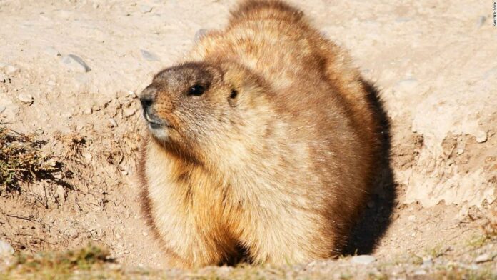 Bubonic plague outbreak prompts crack down on marmot hunting