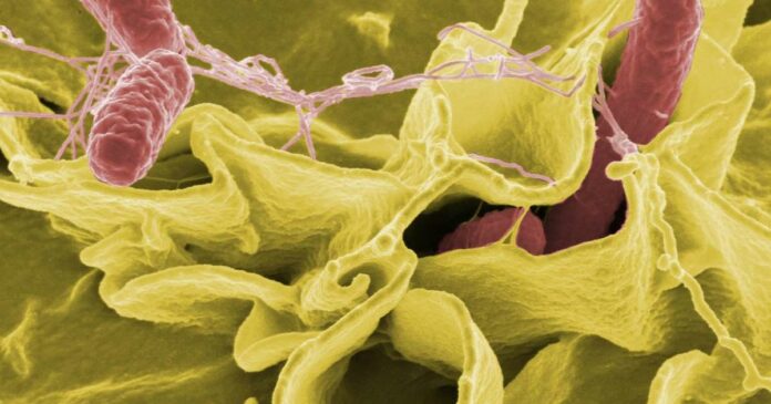 CDC: ‘Rapidly growing’ Salmonella outbreak has hit nearly 2 dozen states, source unknown