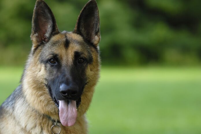 Coronavirus-infected German shepherd, first dog to test positive for COVID-19 in US, dies