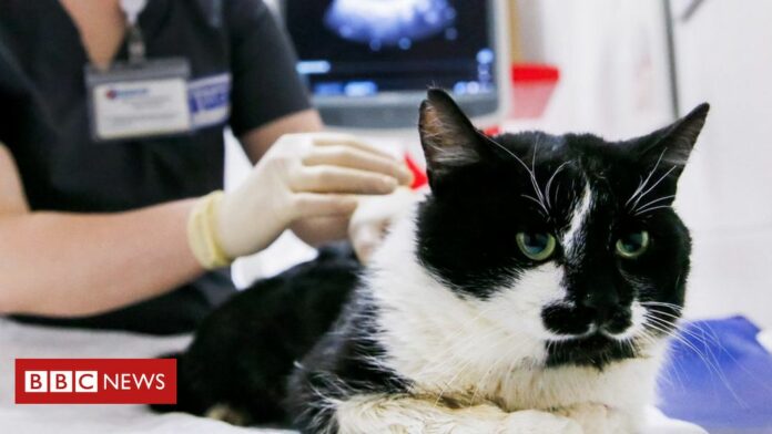 Coronavirus: Pet cat found to have virus in UK