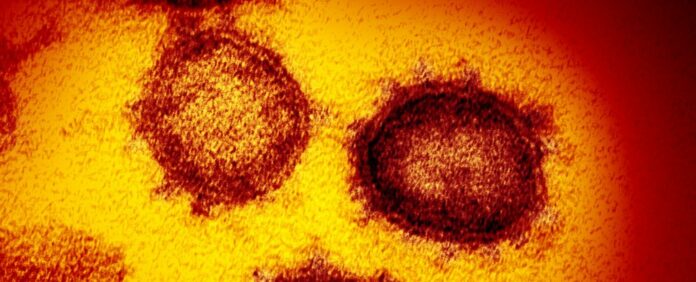Dominant Coronavirus Strain Appears to Be a Mutated, More Virulent Version, Study Finds