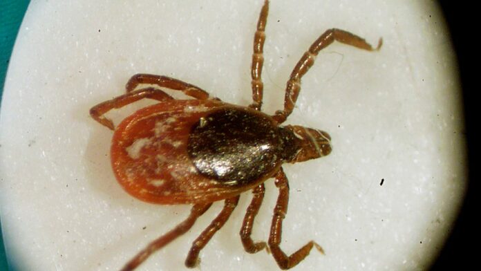 Experts fear bad tick season amid coronavirus pandemic