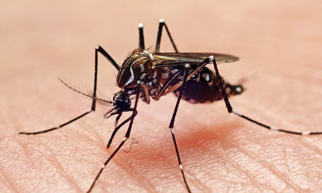 Florida Keys sees its first outbreak of Dengue Fever in 10 years with 16 people infected