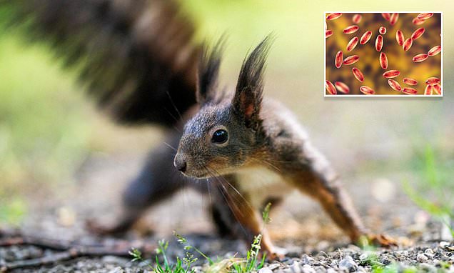 health-warning-squirrel-tests-positive-for-bubonic-plague-in-colorado-county-just-outside-of-denver.jpg Health warning squirrel tests positive for bubonic plague in Colorado county just outside of Denver