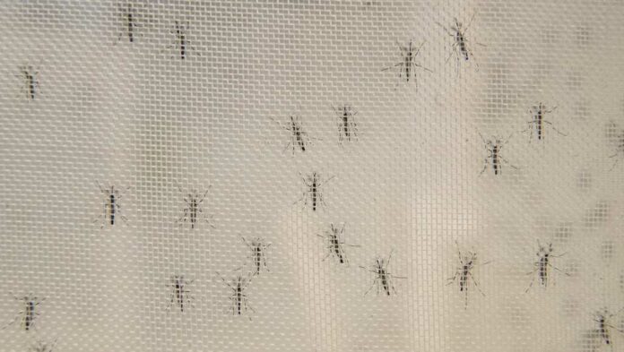 Massachusetts health officials report season’s first EEE positive mosquito sample