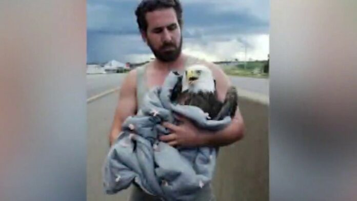 Minnesota man rescues injured bald eagle from side of road