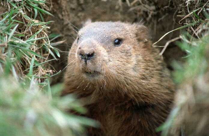 Mongolian teen dies of bubonic plague after eating infected marmot