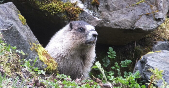 Mongolian teen dies of bubonic plague caught from infected marmot