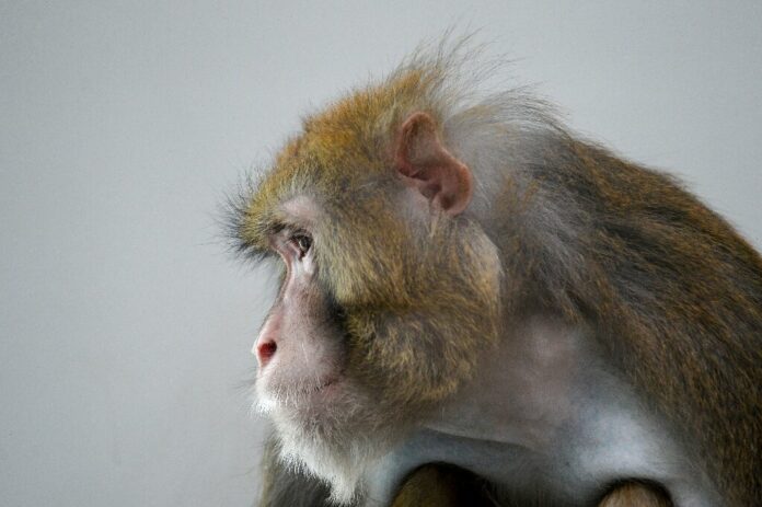 Monkeys infected with novel coronavirus developed short-term immunity