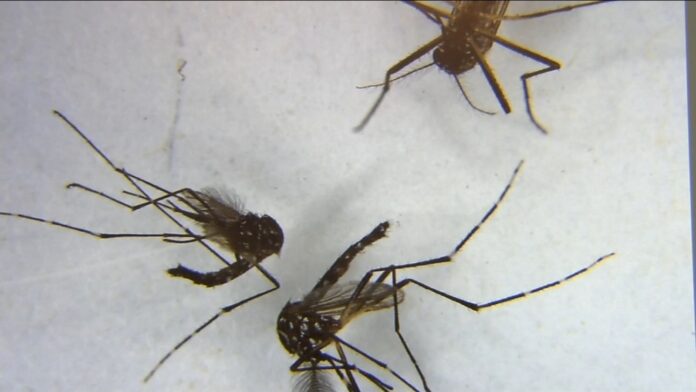 Mosquito known to carry yellow fever found in Merced County -TV