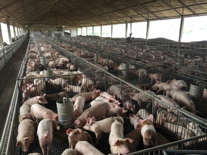 New flu virus with ‘pandemic potential’ found in pigs. Here’s what that means.