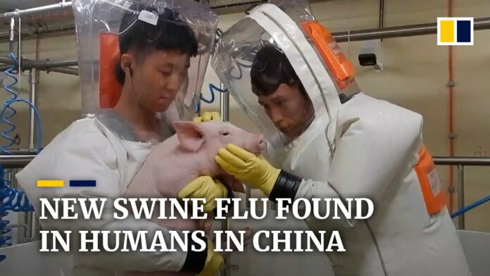 New type of swine flu found in China has human pandemic potential, researchers say