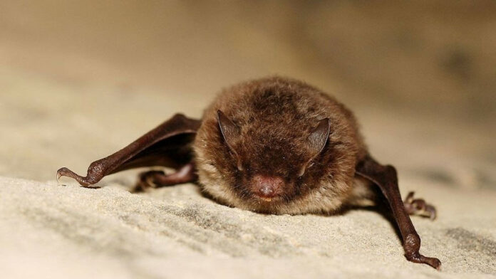 Rabid bat found on sidewalk in Ballard picked up by woman with bare hands, officials say