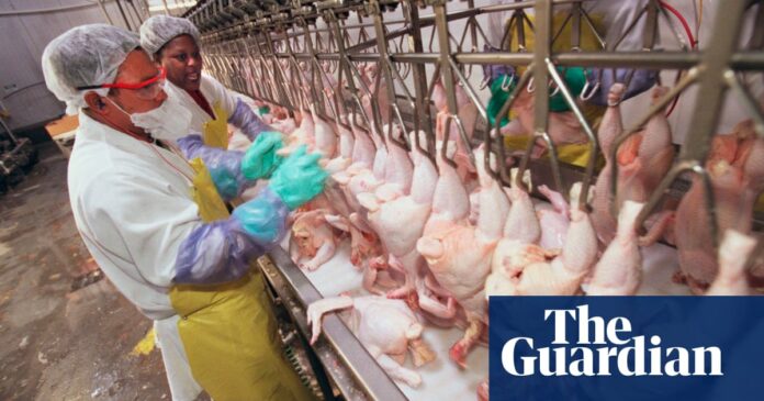 Revealed: Covid-19 outbreaks at meat-processing plants in US being kept quiet