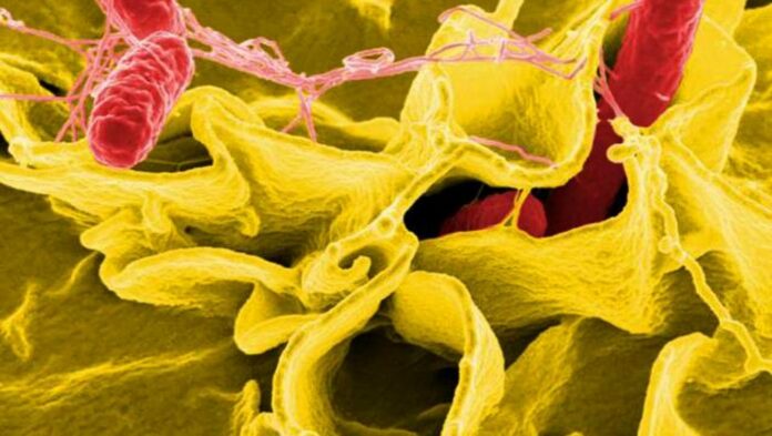 Salmonella outbreak cases reported in Michigan, 14 other states