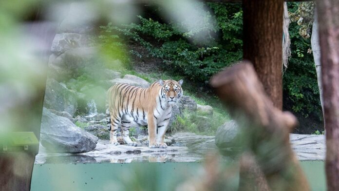 Siberian tiger kills Swiss zookeeper in enclosure as visitors watch