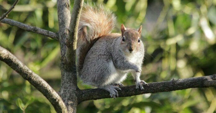 Squirrel in Colorado tests positive for the bubonic plague