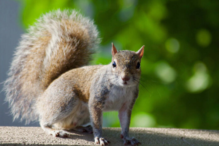 Squirrel tests positive for plague in Colorado