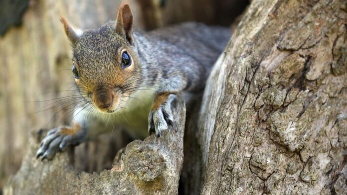 Squirrel tests positive for the bubonic plague in Colorado